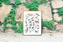 Canadian Wildlife ABCs - 10