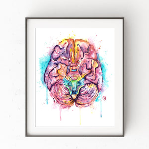 Human Brain Watercolor Painting Art Print