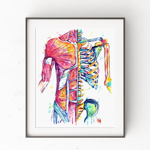 Muscular Anatomy Watercolor Painting Art Print